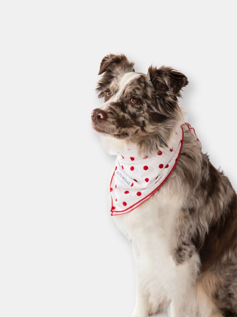 Buddy Dog Bandana - Seersucker Dots