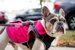 2-In-1 Travel Dog Vest With Built In Harness 