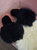 Suri Alpaca Slipper - Black