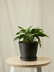 Baltic Blue Pothos Plant With Pot - Charcoal