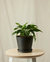 Baltic Blue Pothos Plant With Pot - Charcoal