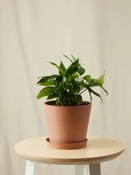 Baltic Blue Pothos Plant With Pot - Clay