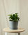 Baltic Blue Pothos Plant With Pot