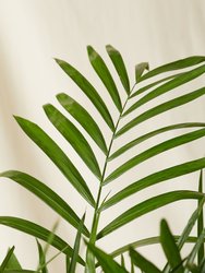 Bamboo Palm Plant With Pot