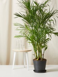 Bamboo Palm Plant With Pot - Charcoal