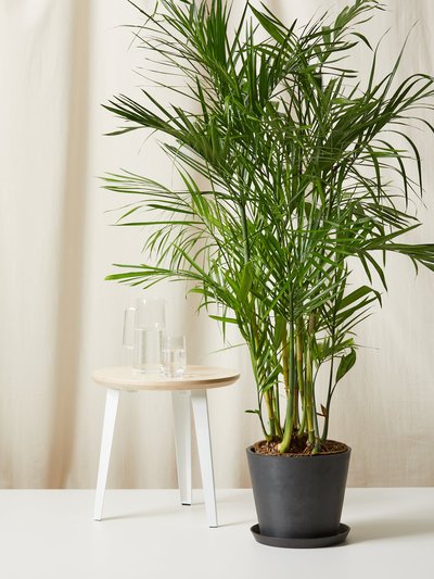 Bloomscape Bamboo Palm Plant With Pot product
