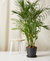 Bamboo Palm Plant With Pot - Charcoal