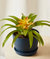 Bromeliad Guzmania Yellow Plant With Pot