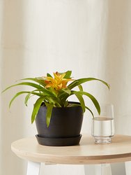 Bromeliad Guzmania Yellow Plant With Pot - Charcoal