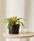 Bromeliad Guzmania Yellow Plant With Pot - Charcoal