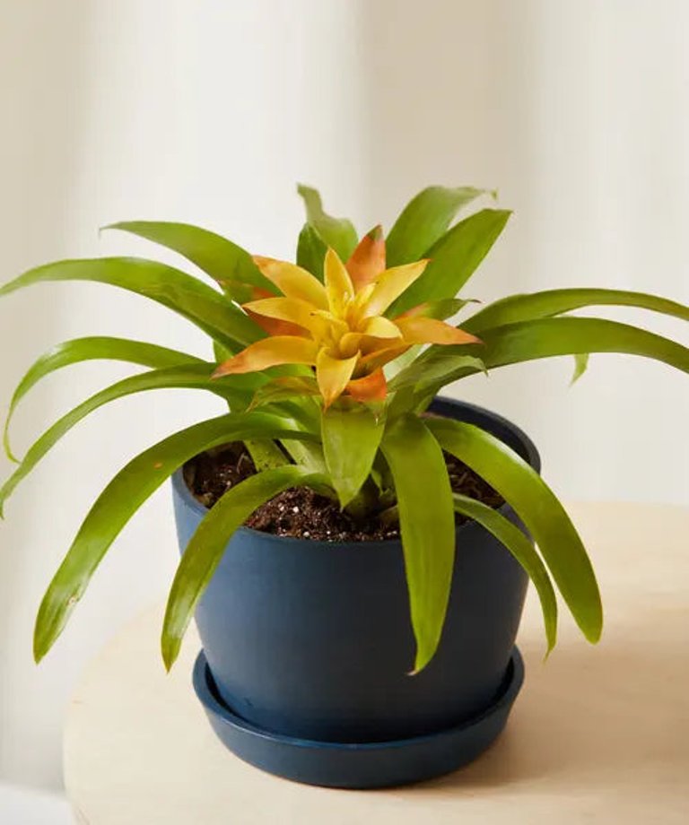 Bromeliad Guzmania Yellow Plant With Pot