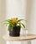 Bromeliad Guzmania Yellow Plant With Pot