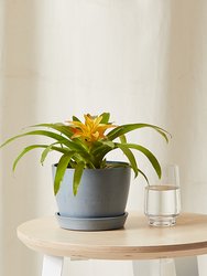 Bromeliad Guzmania Yellow Plant With Pot - Slate