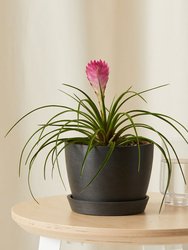Bromeliad Summer Plant With Pot - Charcoal