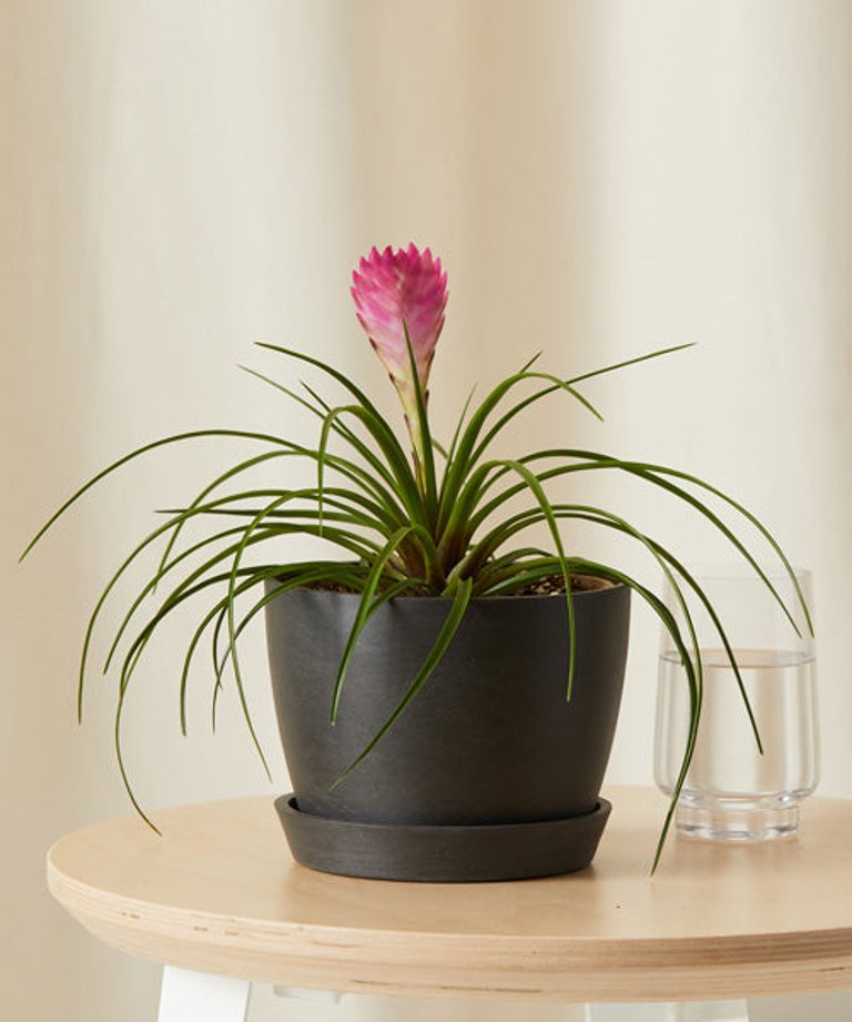 Bromeliad Summer Plant With Pot - Charcoal