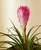 Bromeliad Summer Plant With Pot