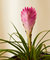 Bromeliad Summer Plant With Pot