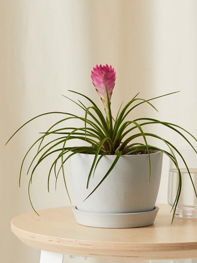 Bloomscape Bromeliad Summer Plant With Pot product