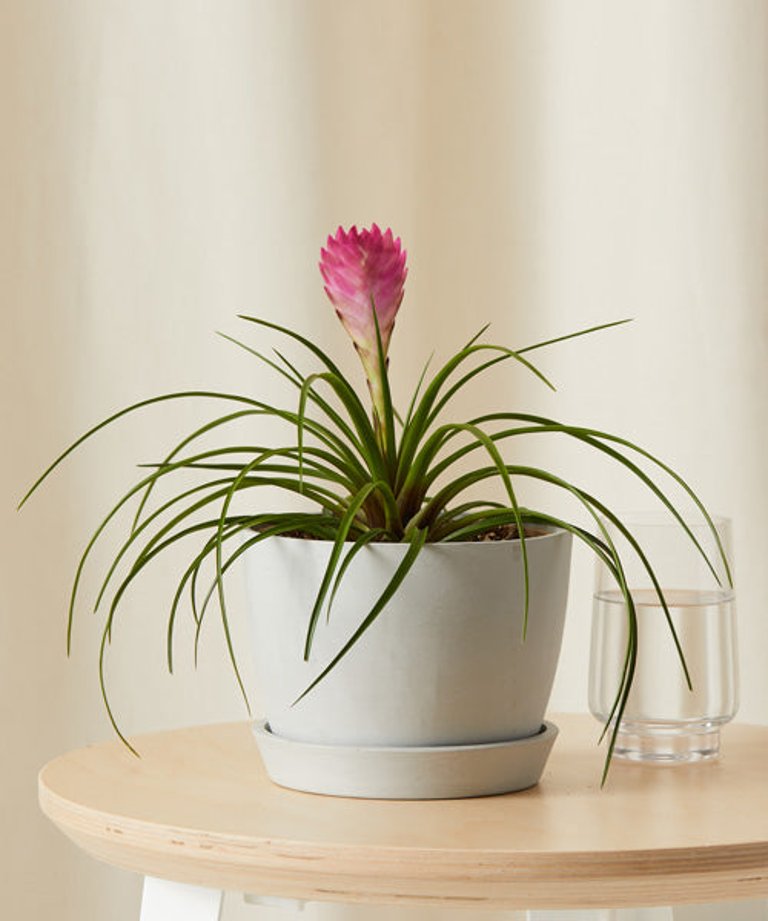 Bromeliad Summer Plant With Pot - Stone