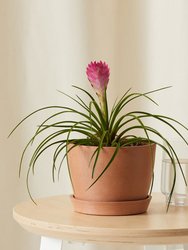 Bromeliad Summer Plant With Pot