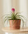 Bromeliad Summer Plant With Pot