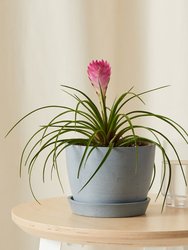 Bromeliad Summer Plant With Pot - Slate
