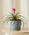 Bromeliad Summer Plant With Pot - Slate