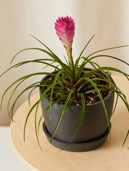 Bromeliad Summer Plant With Pot