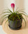 Bromeliad Summer Plant With Pot