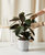 Burgundy Rubber Tree With Pot