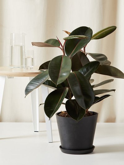 Bloomscape Burgundy Rubber Tree With Pot product