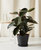 Burgundy Rubber Tree With Pot - Charcoal