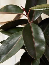 Burgundy Rubber Tree With Pot