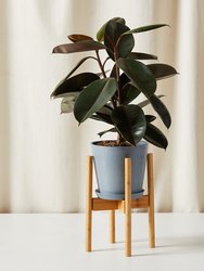 Burgundy Rubber Tree With Pot