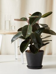 Burgundy Rubber Tree With Pot - Charcoal