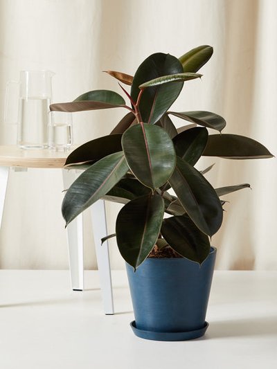 Bloomscape Burgundy Rubber Tree With Pot product