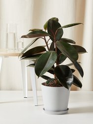 Burgundy Rubber Tree With Pot