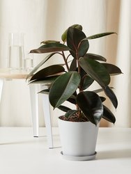 Burgundy Rubber Tree With Pot - Stone