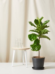 Ficus Layrata Fiddle Leaf Fig Plant With Pot - Charcoal