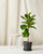 Ficus Layrata Fiddle Leaf Fig Plant With Pot - Charcoal
