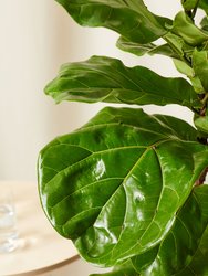 Ficus Layrata Fiddle Leaf Fig Plant With Pot