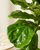 Ficus Layrata Fiddle Leaf Fig Plant With Pot