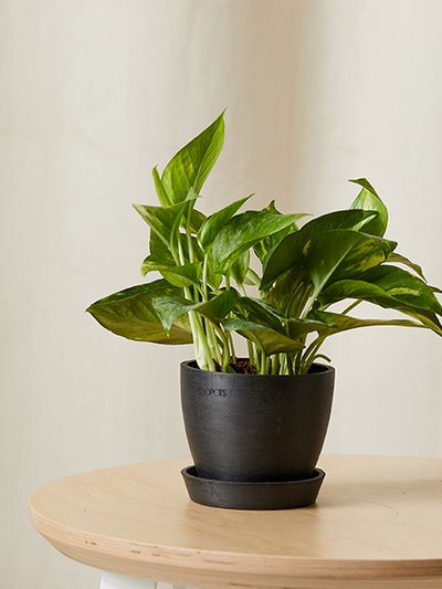 Bloomscape Golden Pothos Plant With Pot product