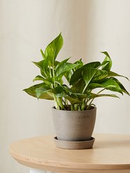Golden Pothos Plant With Pot - Taupe