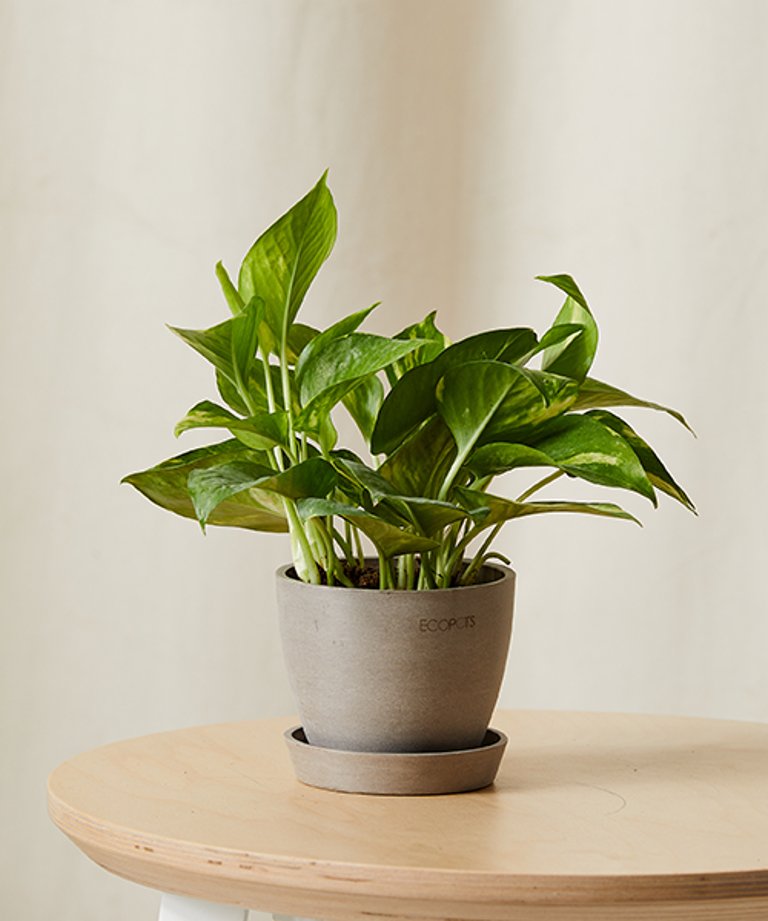 Golden Pothos Plant With Pot - Taupe