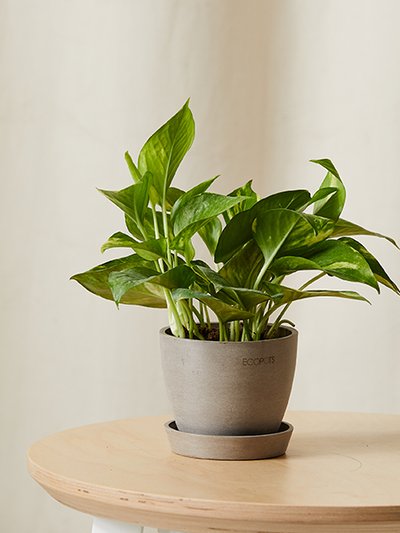 Bloomscape Golden Pothos Plant With Pot product