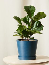 Little Fiddle Leaf Fig Plant With Pot - Indigo