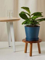Little Fiddle Leaf Fig Plant With Pot