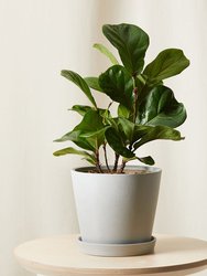Little Fiddle Leaf Fig Plant With Pot - Stone