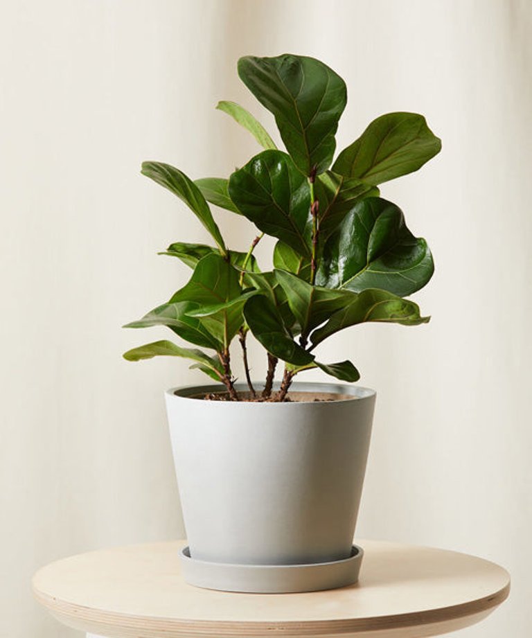 Little Fiddle Leaf Fig Plant With Pot - Stone